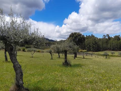 Farm - 2.14 hectares - Quintas da Torre - Fundão - Portugal.