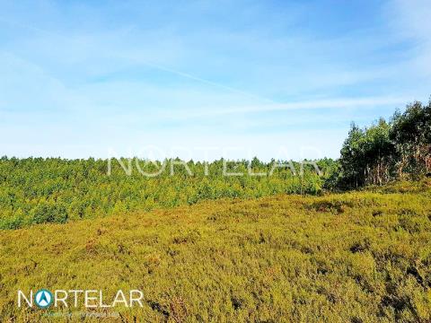 Forest land in Fradelos, Vila Nova de Famalicão FOR SALE