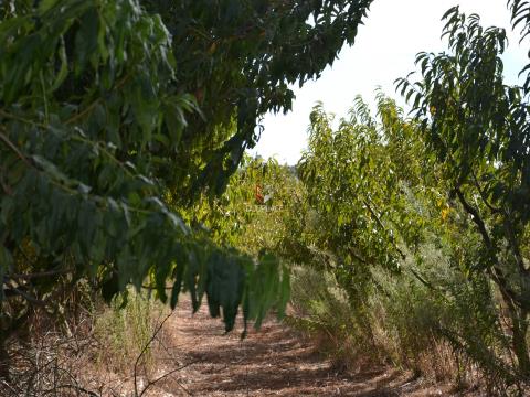 Quinta com 7 hectares e 6000 árvores de fruto no Poceirão