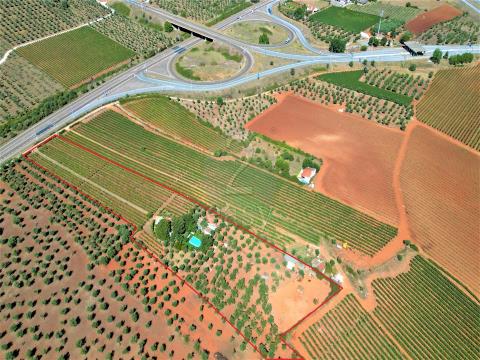 Petite ferme dans l’Alentejo, avec vignoble, oliveraie et piscine, Borba